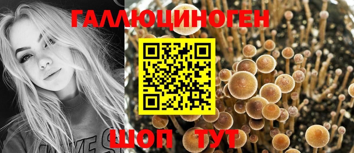 Псилоцибиновые грибы Psilocybe  Вход с VPN  Галлюциногенные грибы Psilocybe  купить наркотик  Одинцово 